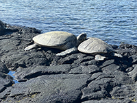 2 green sea turtle resting on a bench of basaltic lava